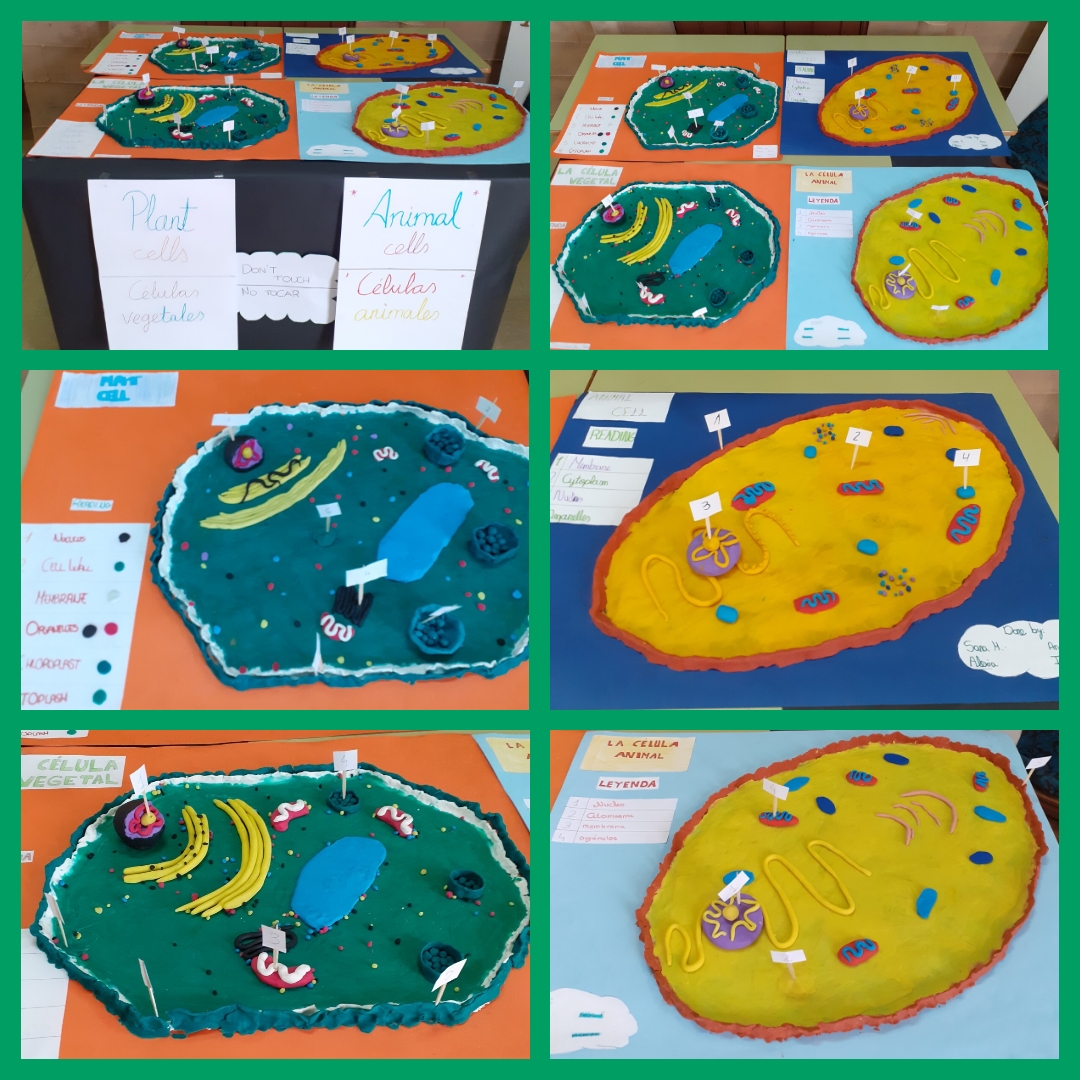Cells 1